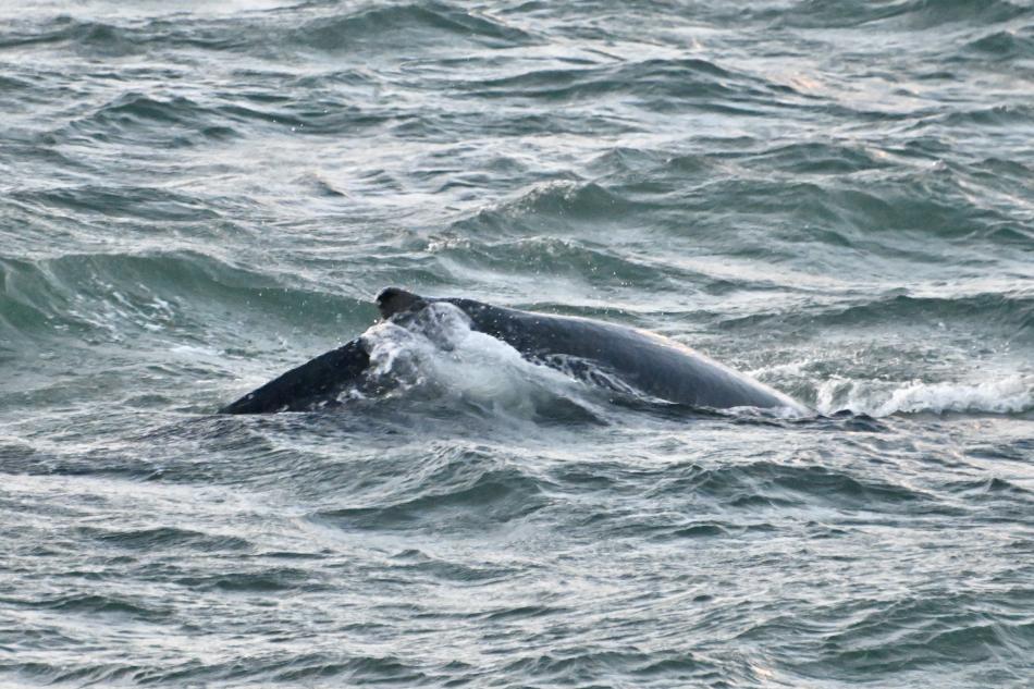humpback whale dorsal fin