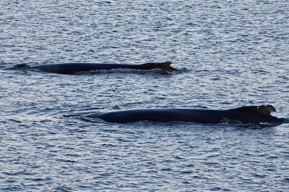 humpback whales