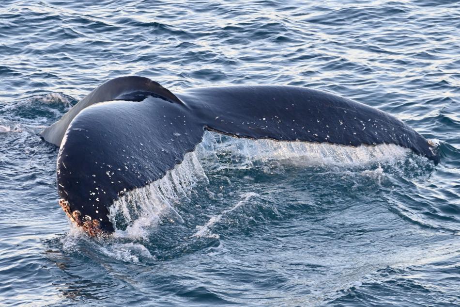 humpback whale fluke