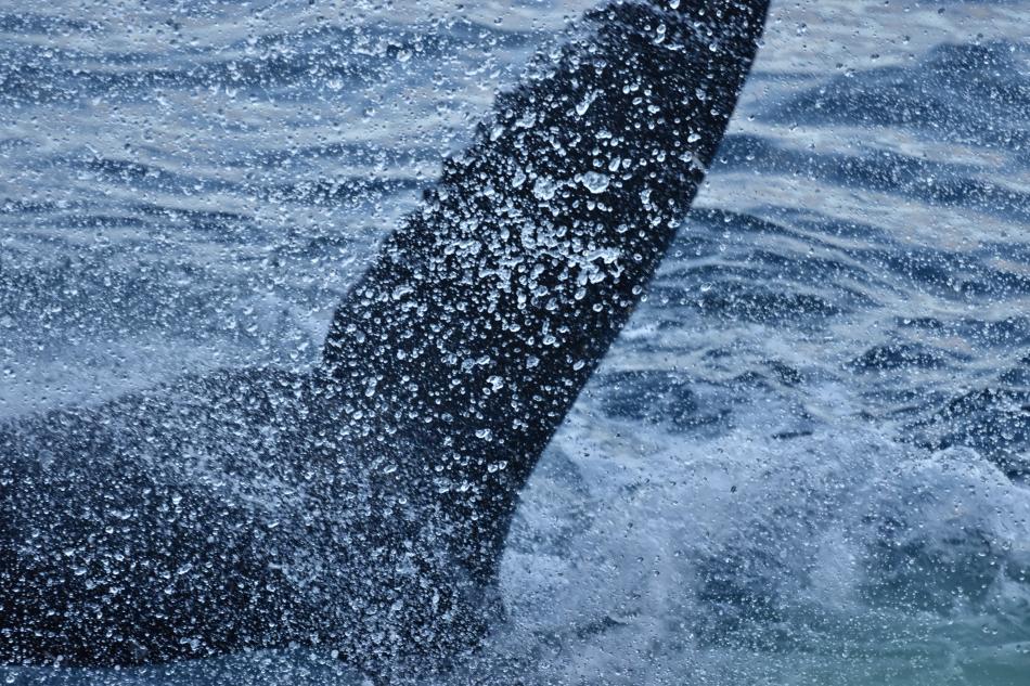 humpback whale
