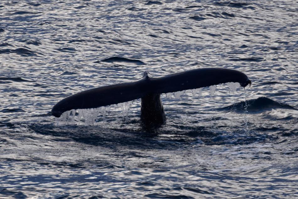 humpback whale fluke