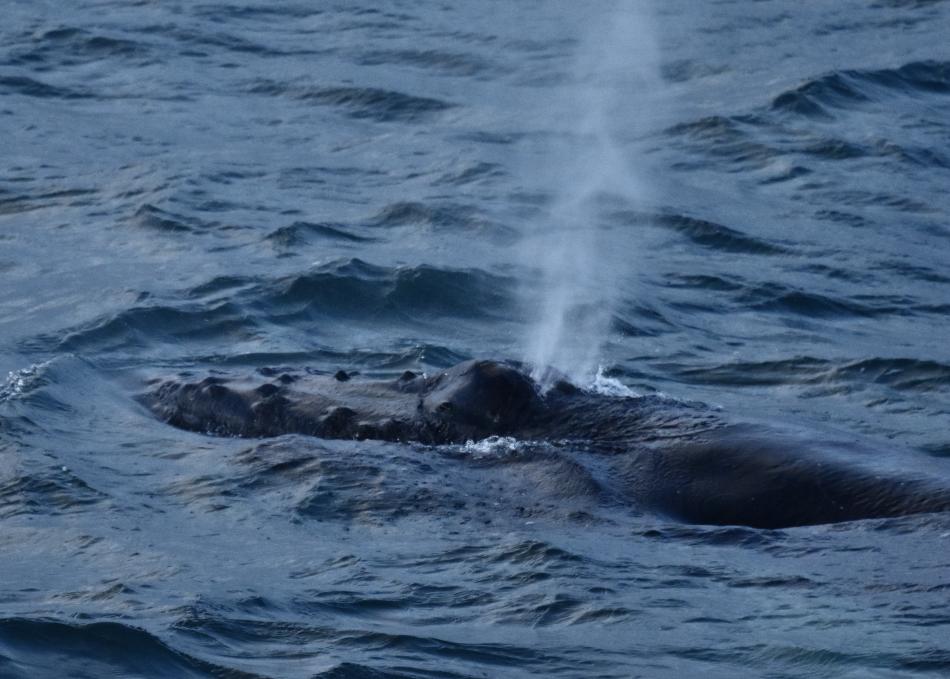 humpback whale