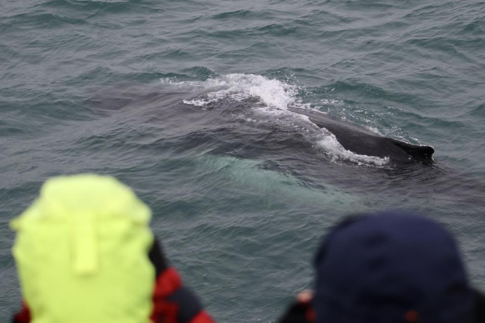 humpback whale and passengers