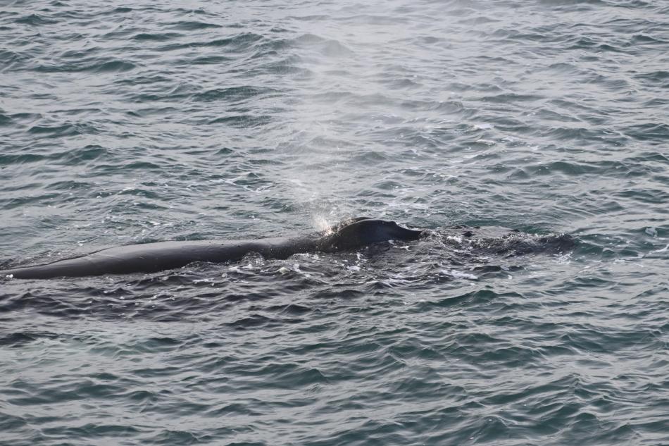 humpback whale
