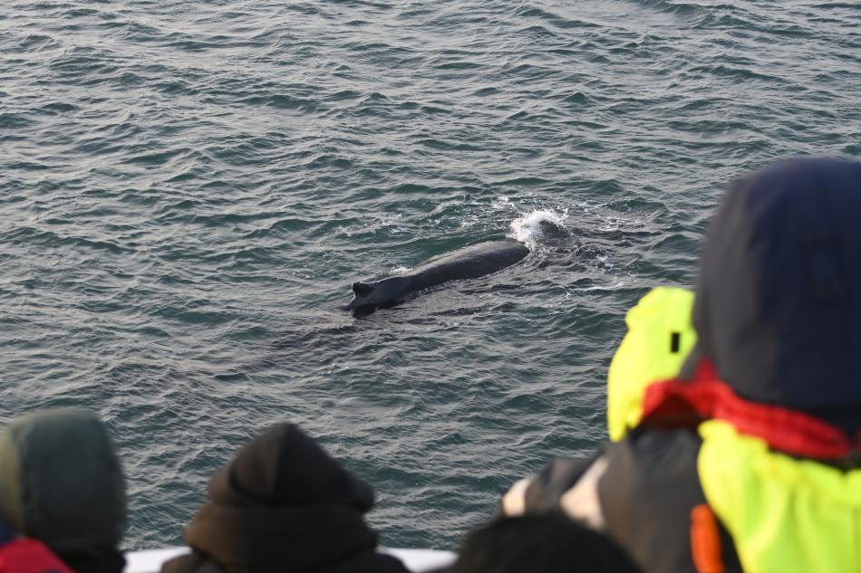 humpback whale and passengers
