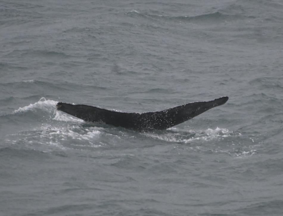 humpback whale
