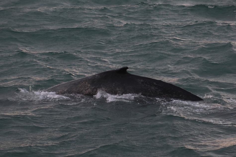 humpback whale