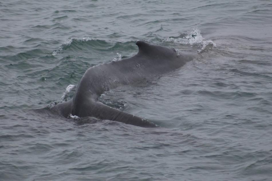 humpback whale