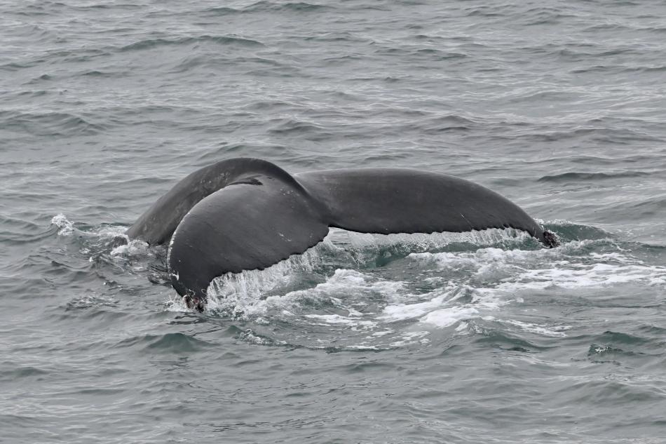 humpback whale fluke