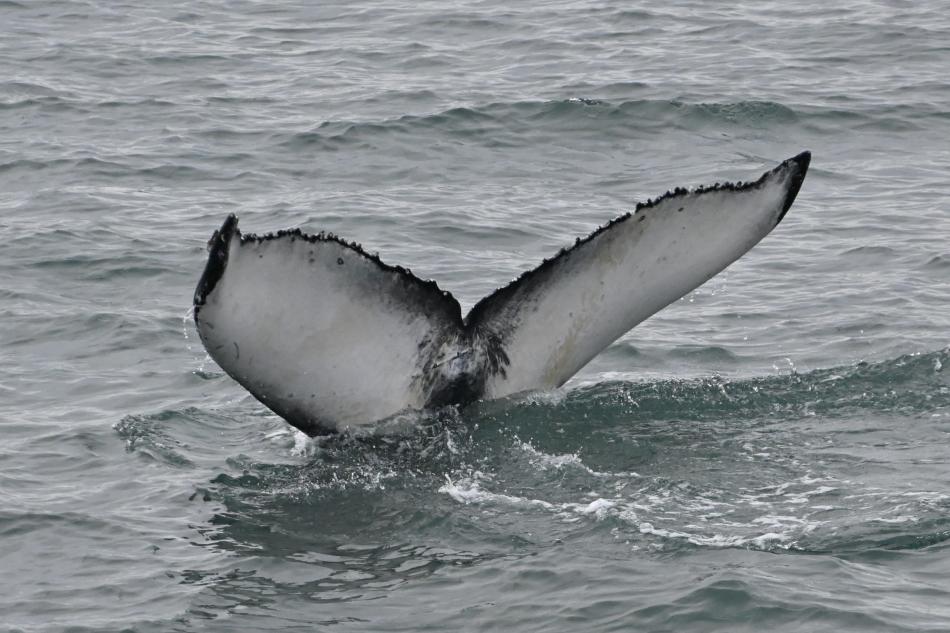 humpback whale fluke