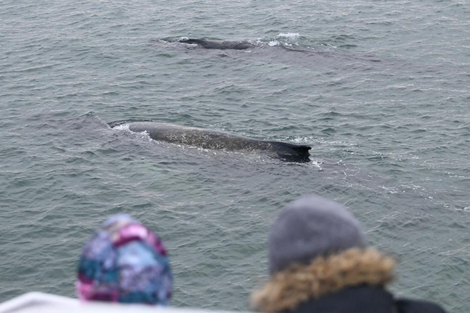 humpback whale and passengers