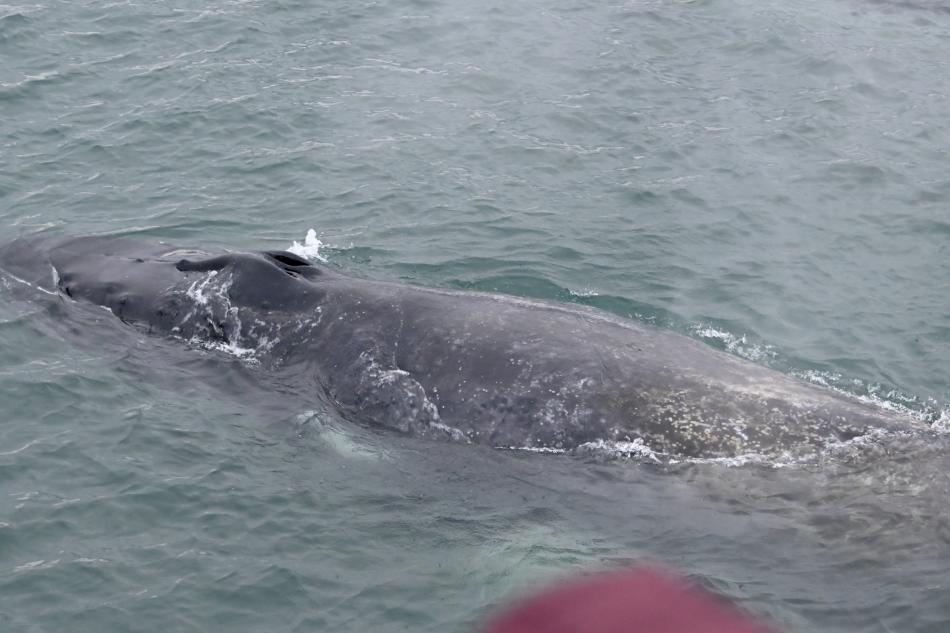 humpback whale