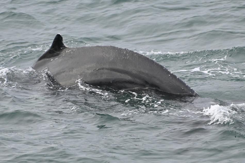 humpback whale