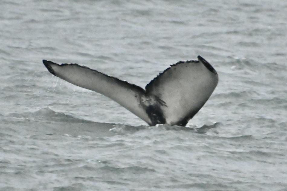 humpback whale fluke