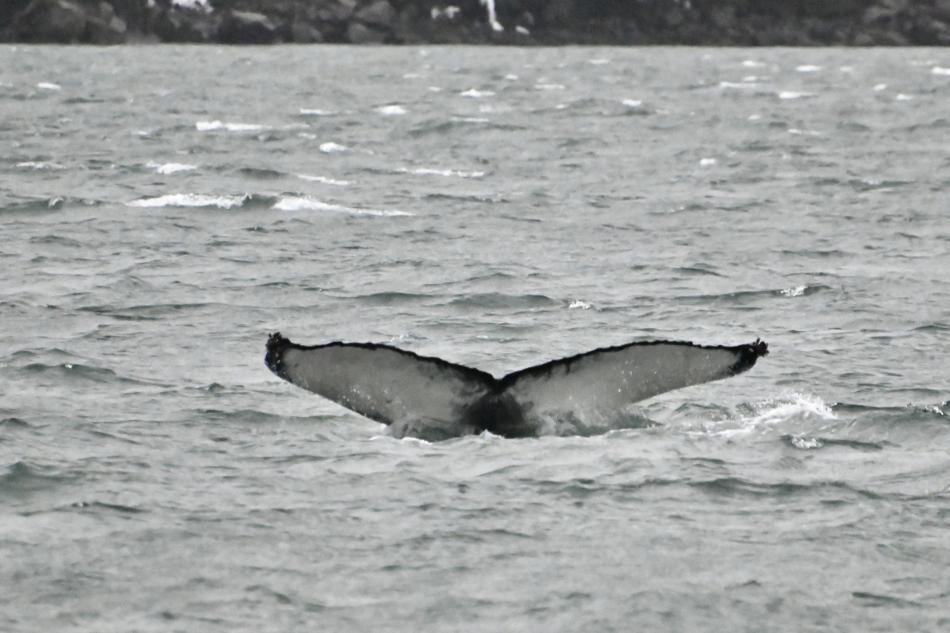 humpback whale fluke