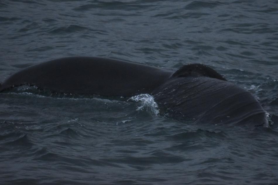humpback whale fluke