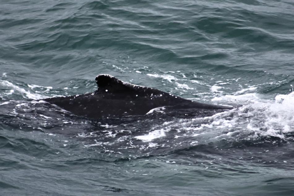 humpback whale
