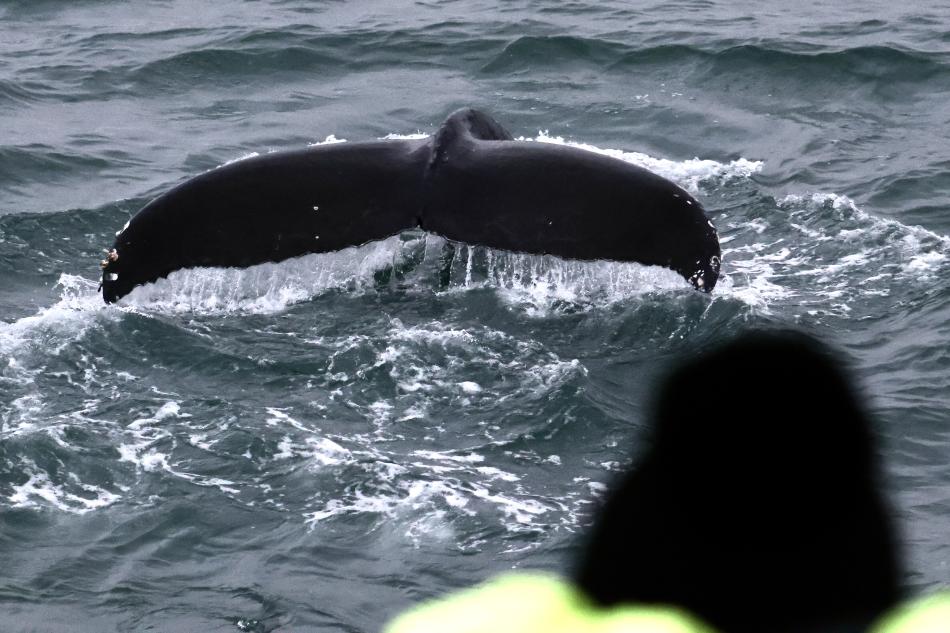 humpback whale and passenger