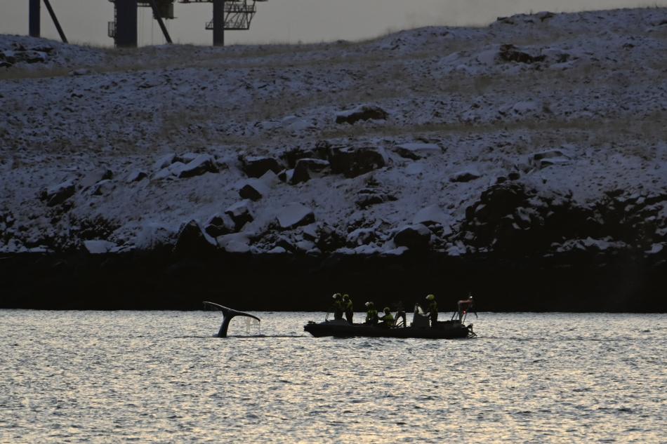 humpback whale rescued by coastguard