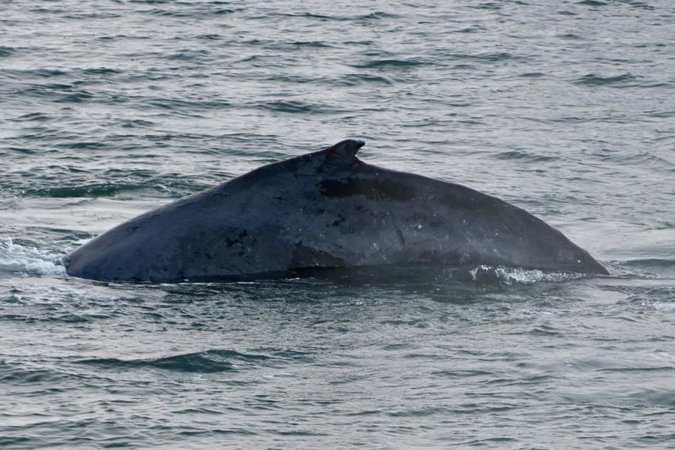 humpback whale