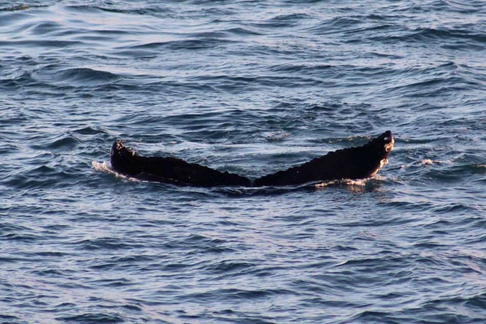 humpback whale fluke