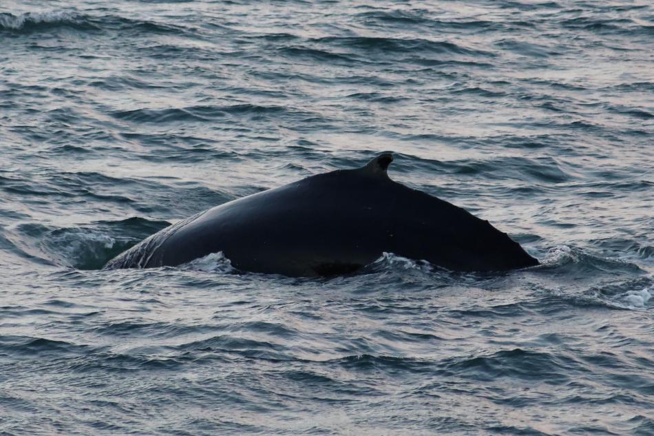 humpback whale dorsal fin