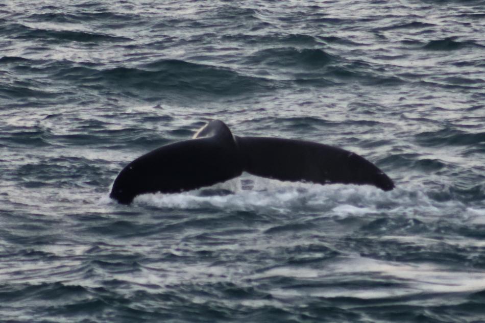 humpback whale fluke