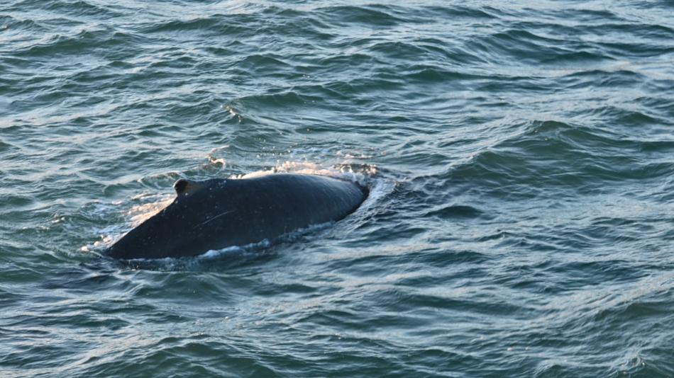humpback whale
