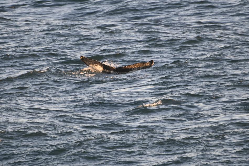 humpback whale fluke