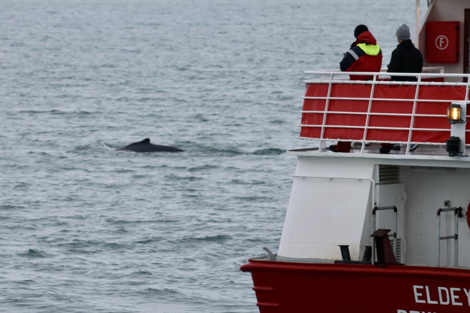 humpback whale and passengers
