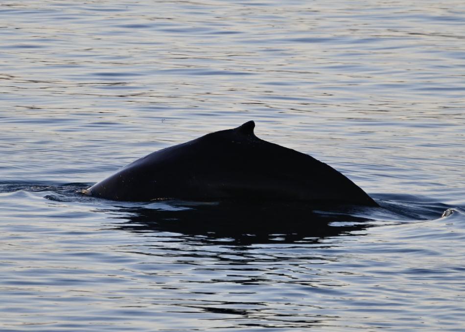 humpback whale