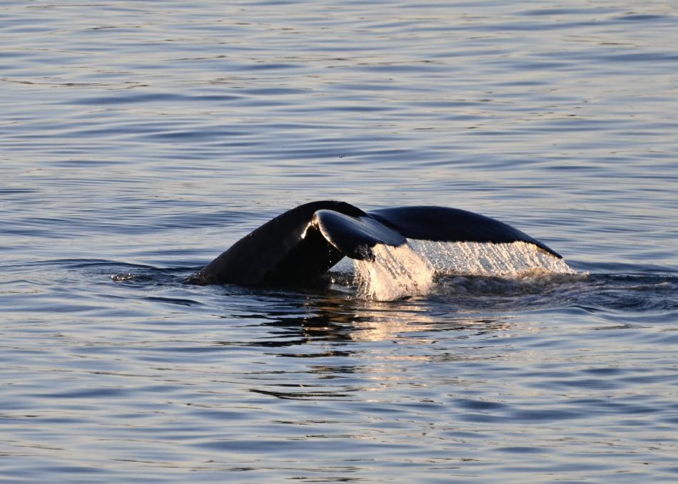 humpback whale fluke