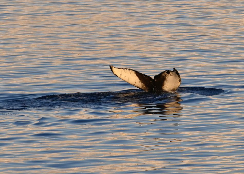 humpback whale