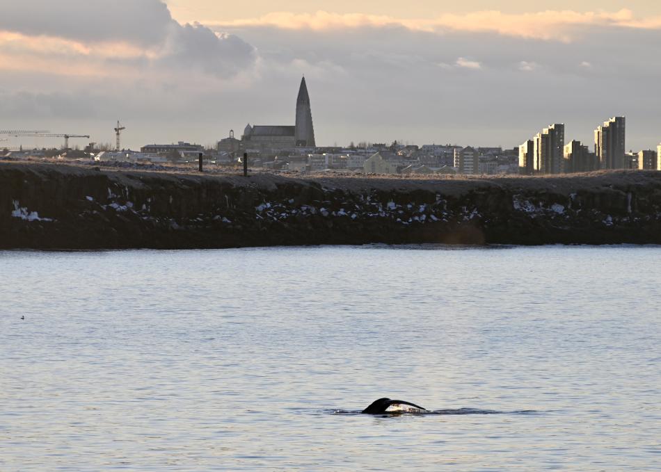 humpback whale in front of reykjavik