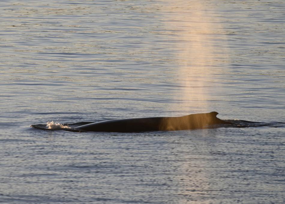 humpback whale