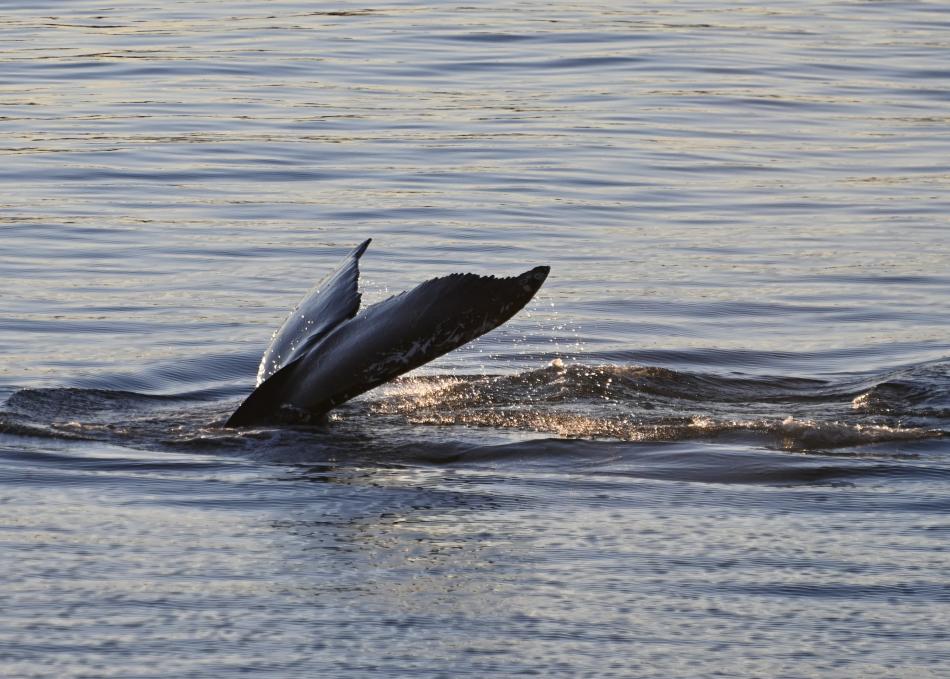 humpback whale