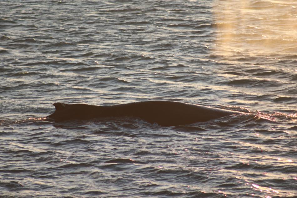 humpback whale dorsal fin