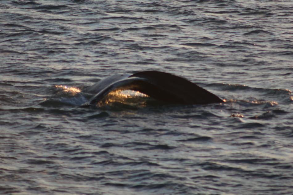 humpback whale fluke