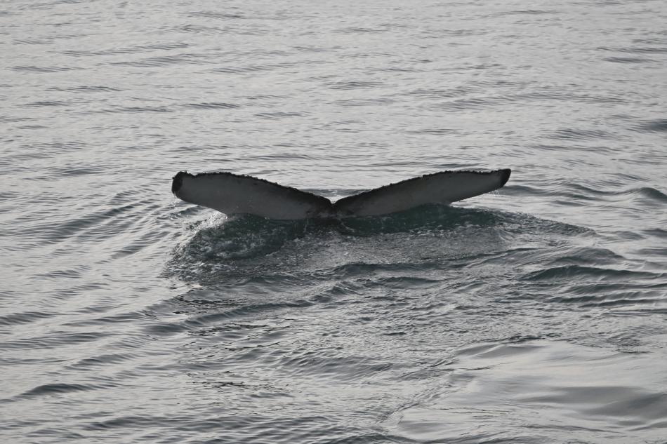 humpback whale fluke