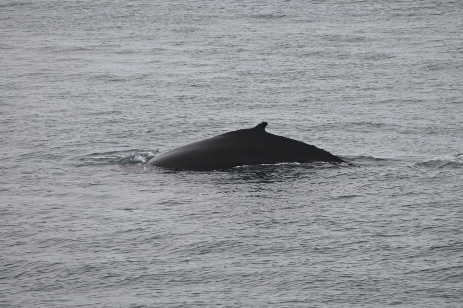 humpback whale