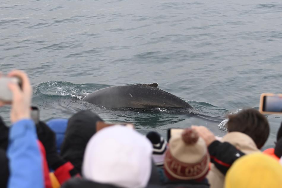 humpback whale and passengers