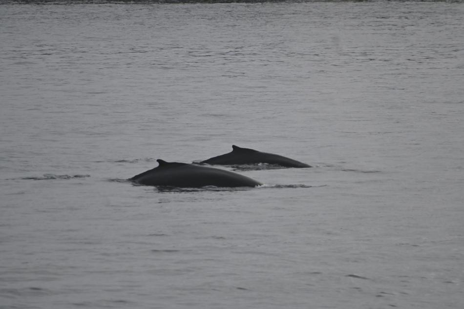 humpback whales