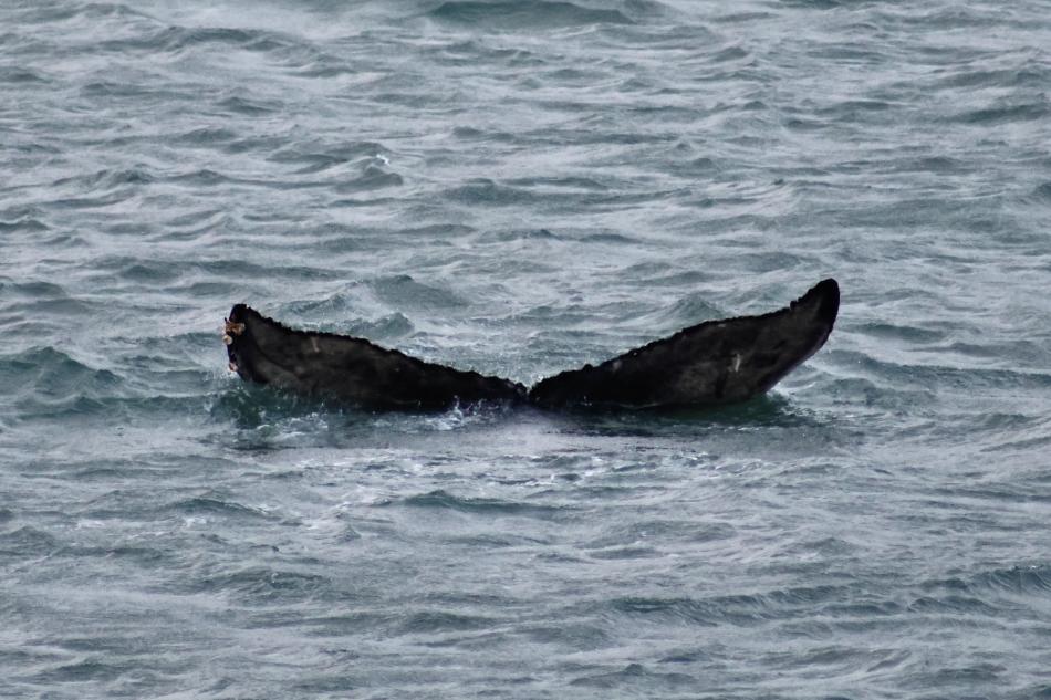 humpback whale fluke