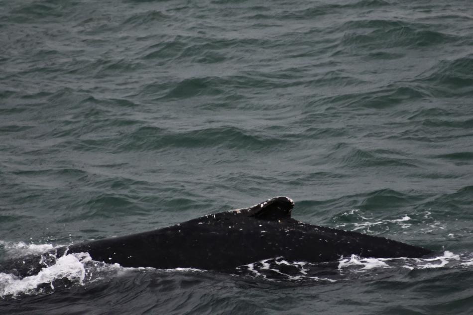 humpback whale dorsal fin