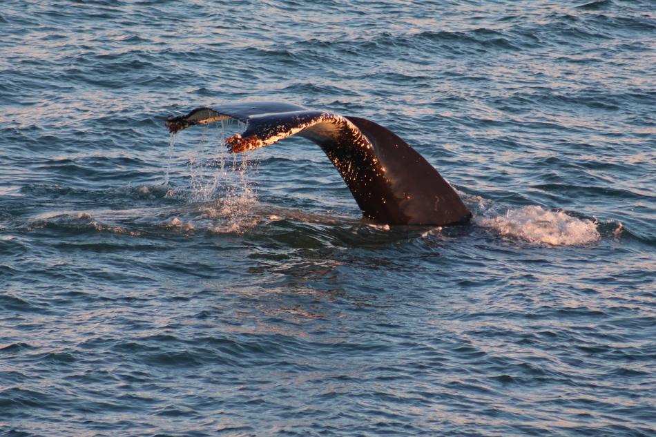 humpback whale fluke