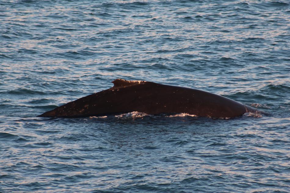 humpback whale