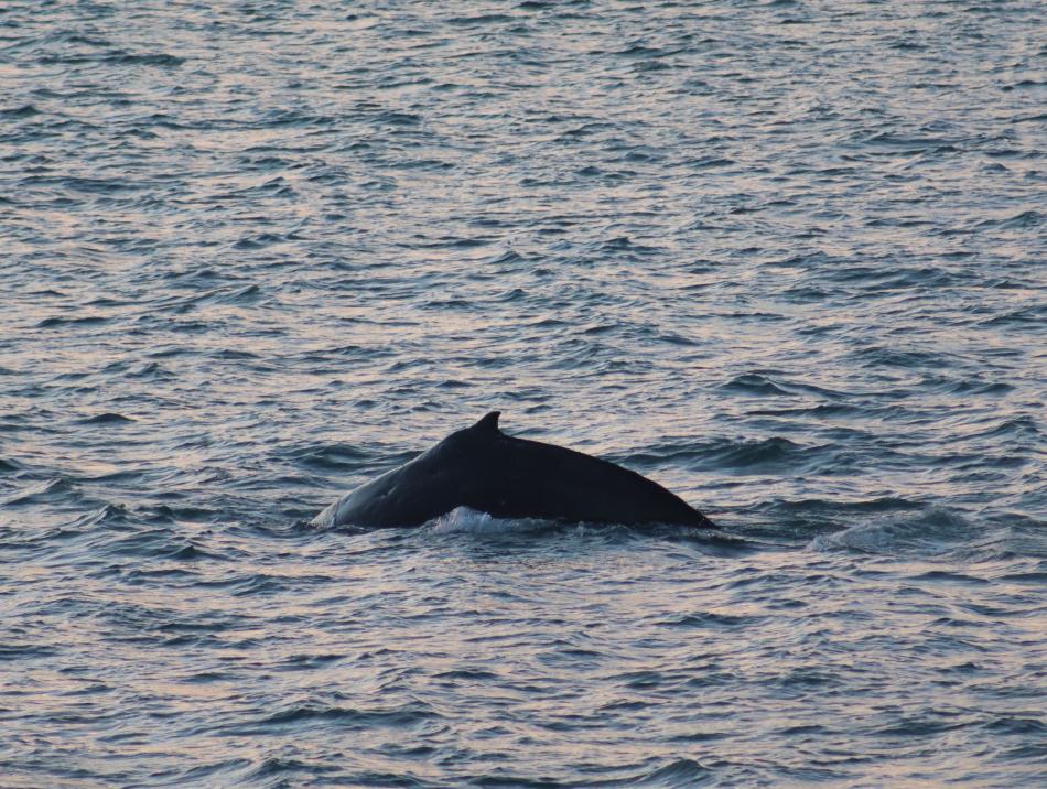humpback whale