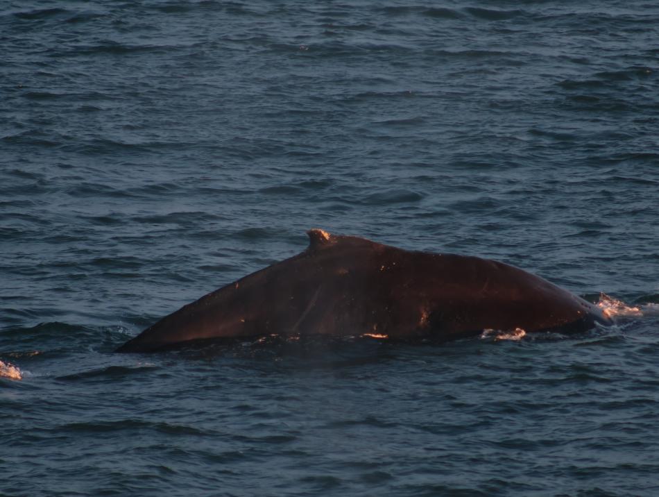 humpback whale