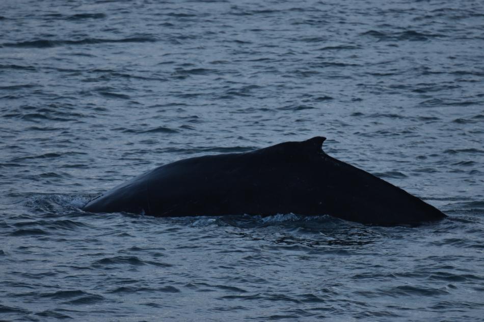 humpback whale 