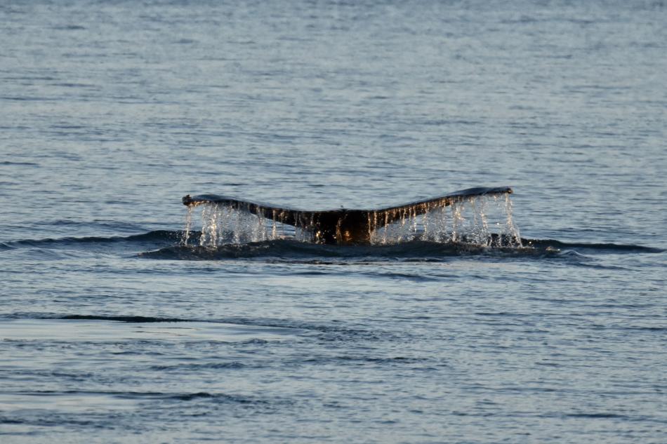 humpback whale fluke